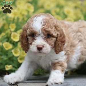 Sandy, Cavapoo Puppy